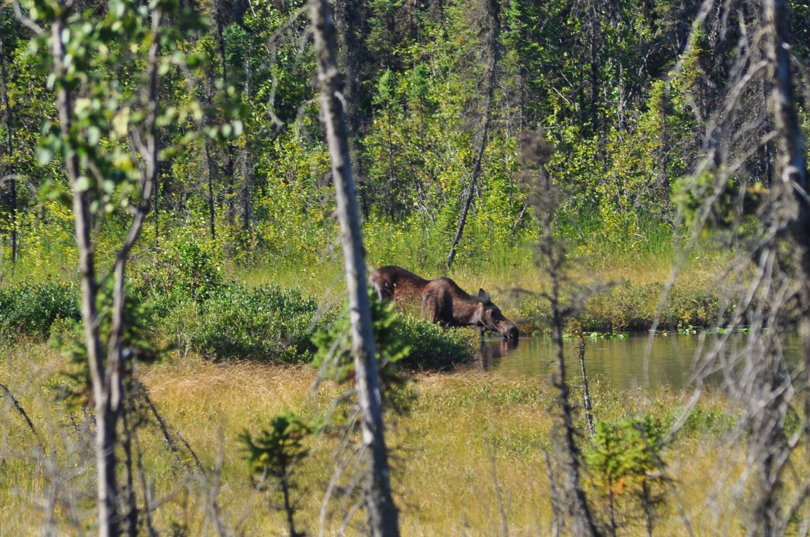 Moose - Alaska