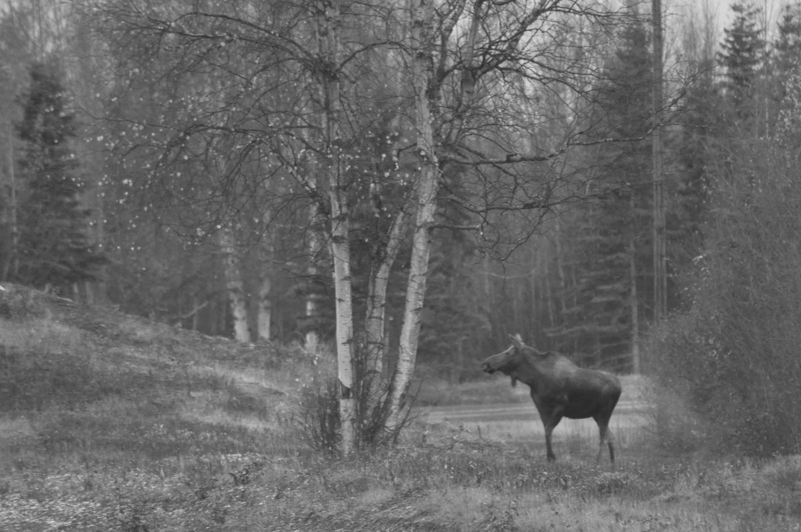 Moose - Alaska
