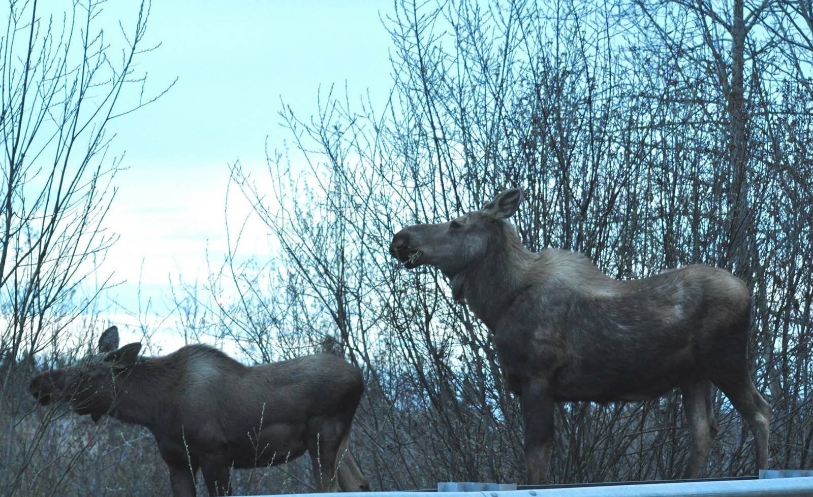Moose - Alaska