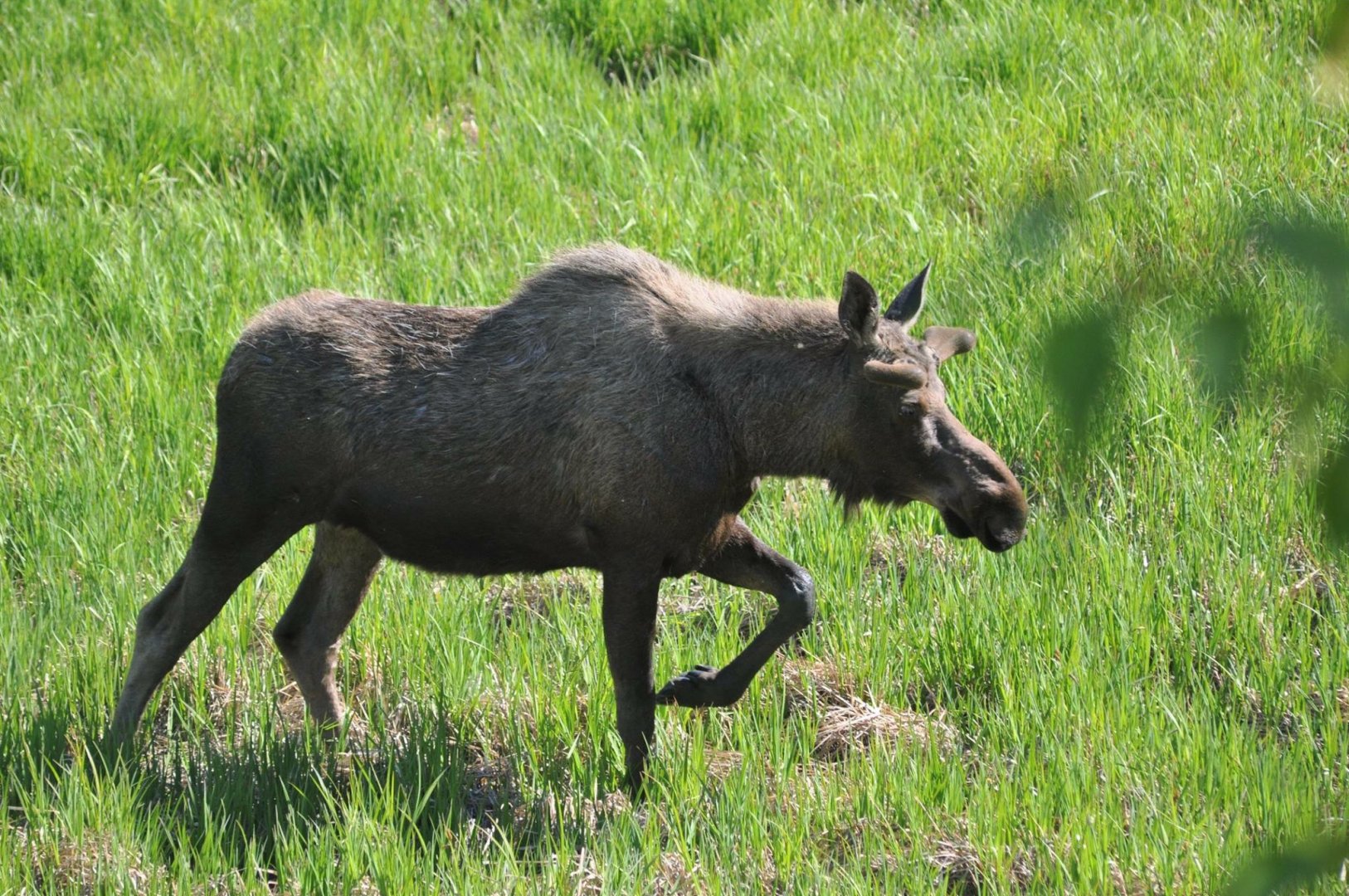 Moose - Alaska