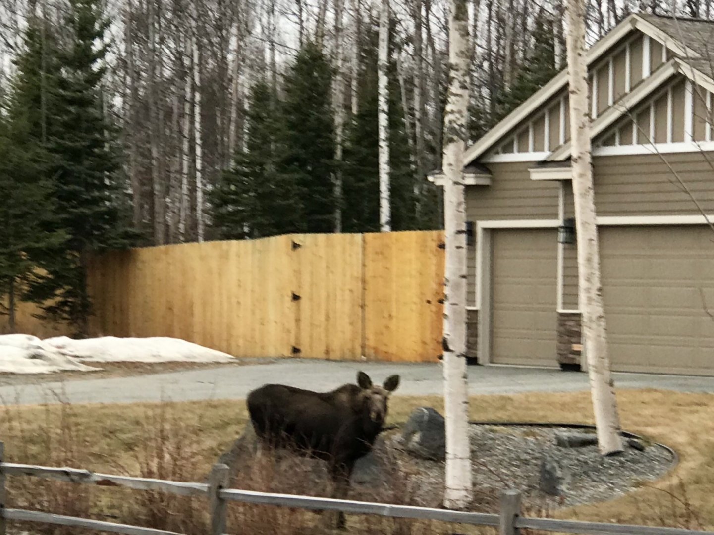 Moose - Alaska
