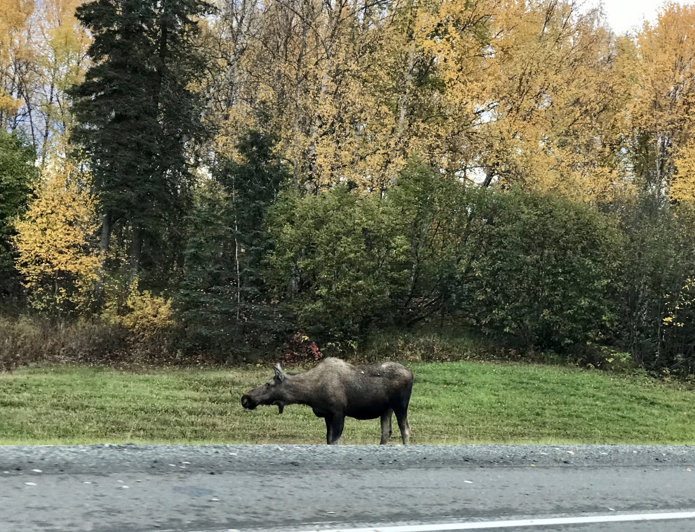 Moose - Alaska