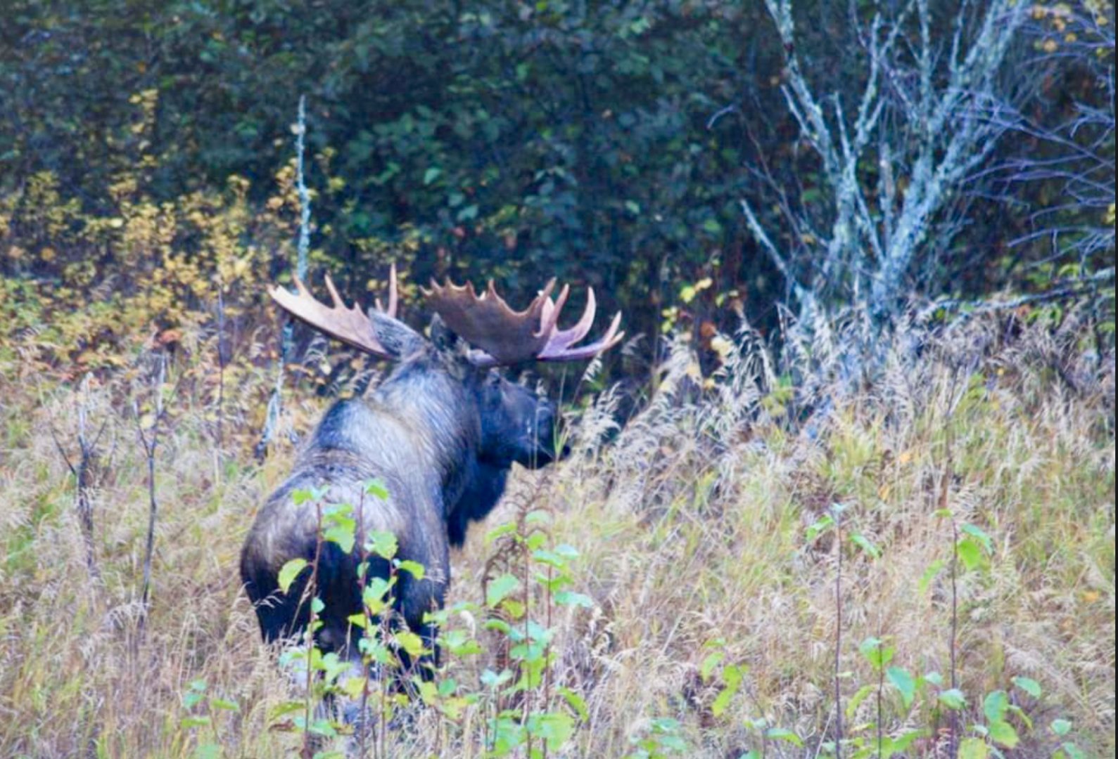 Moose - Alaska