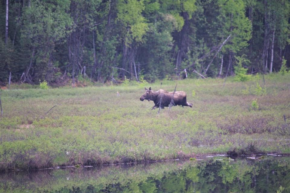 Moose. Alaska.