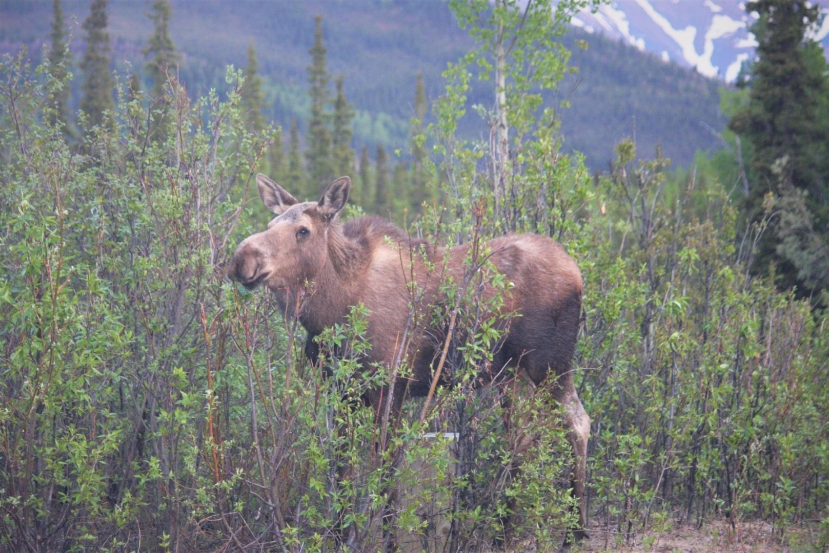 Moose.  Alaska.