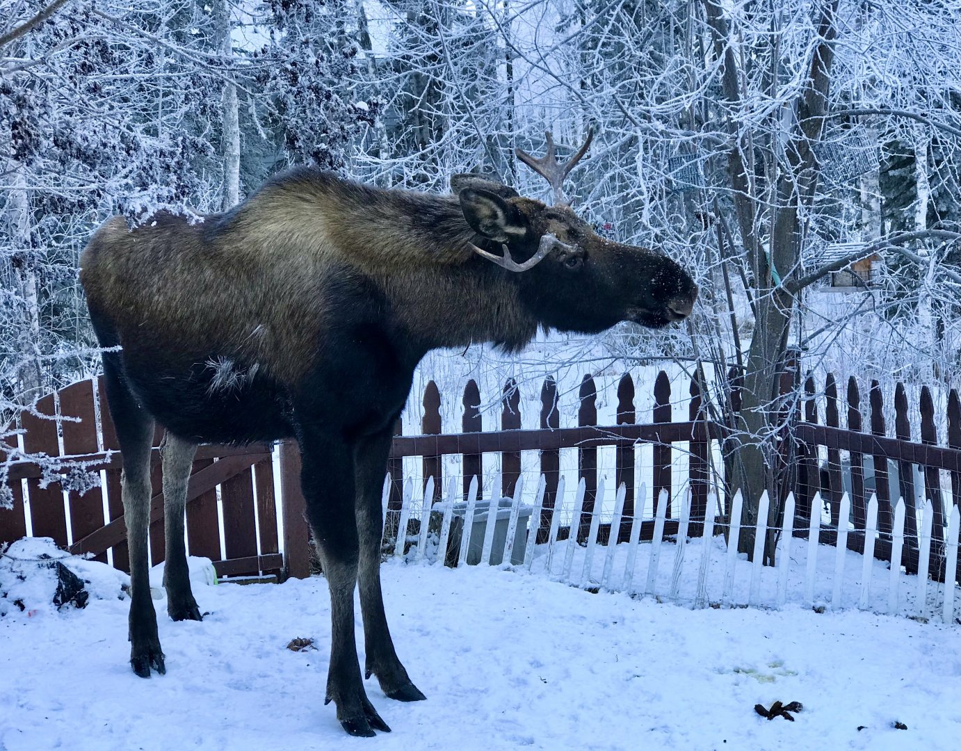 Moose - Alaska