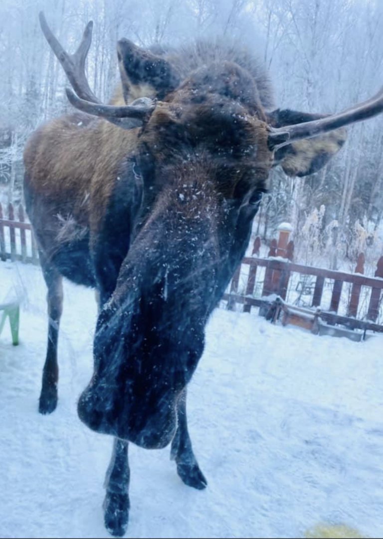Moose - Alaska