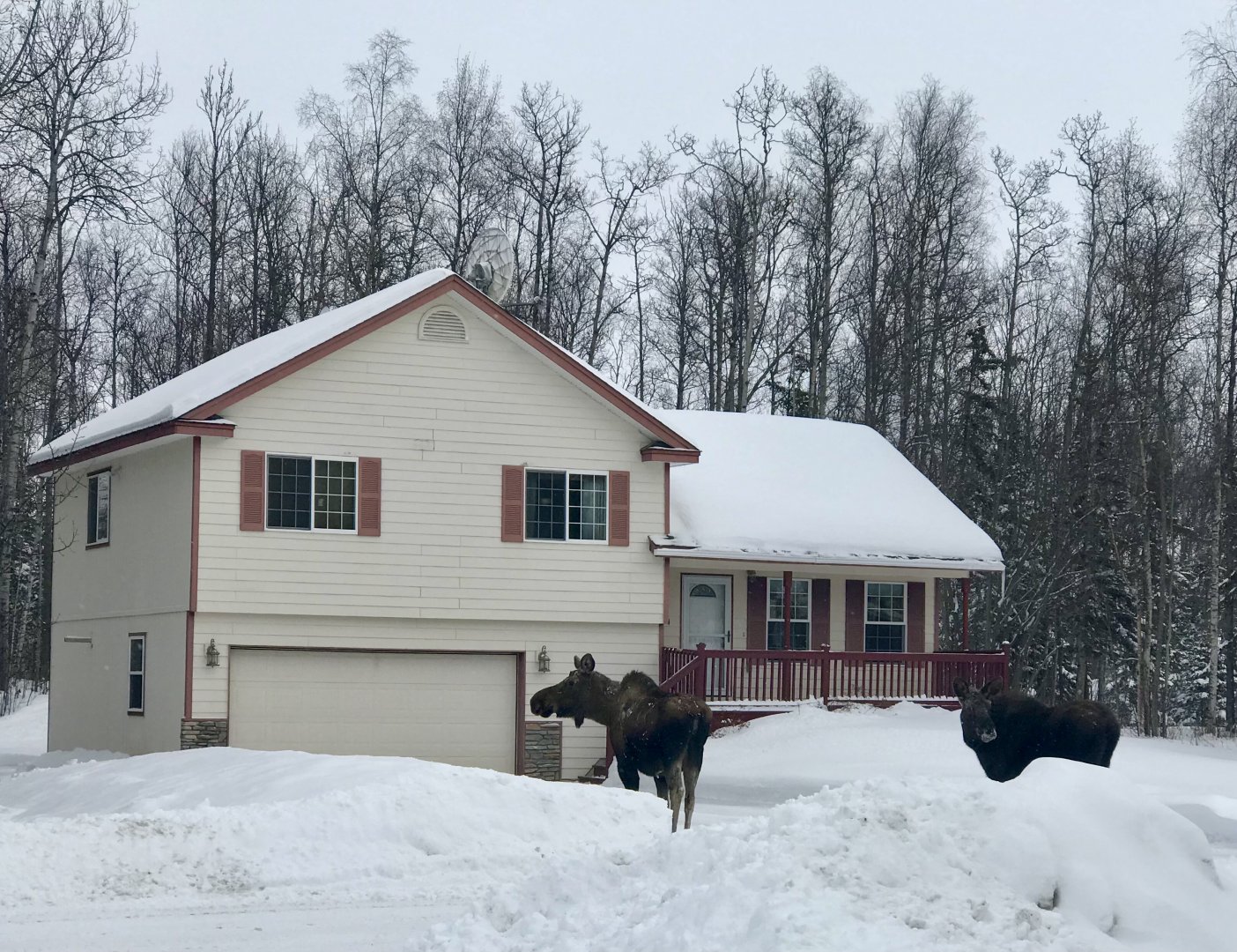 Moose - Alaska