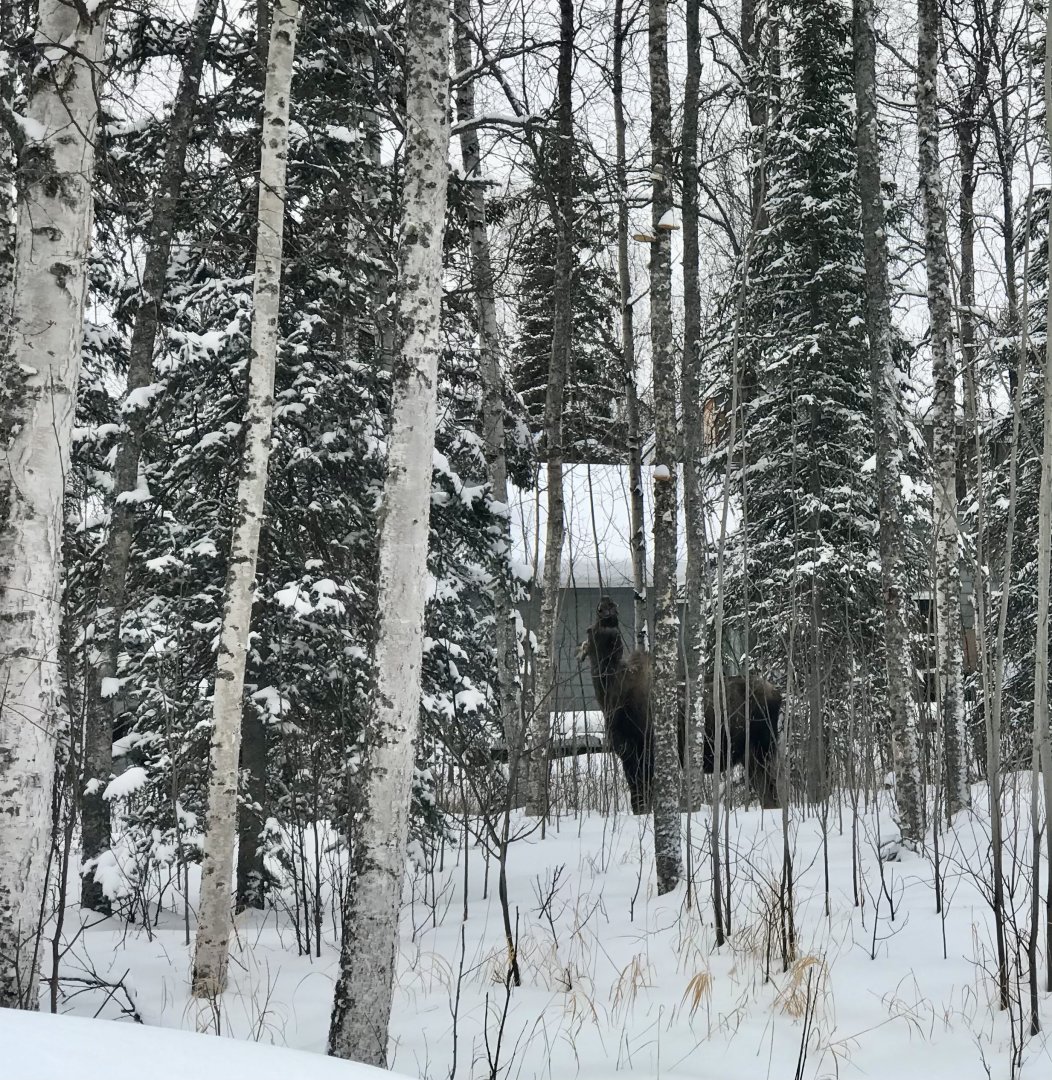 Moose - Alaska