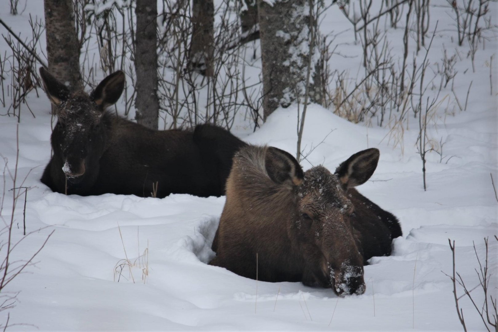 Moose - Alaska