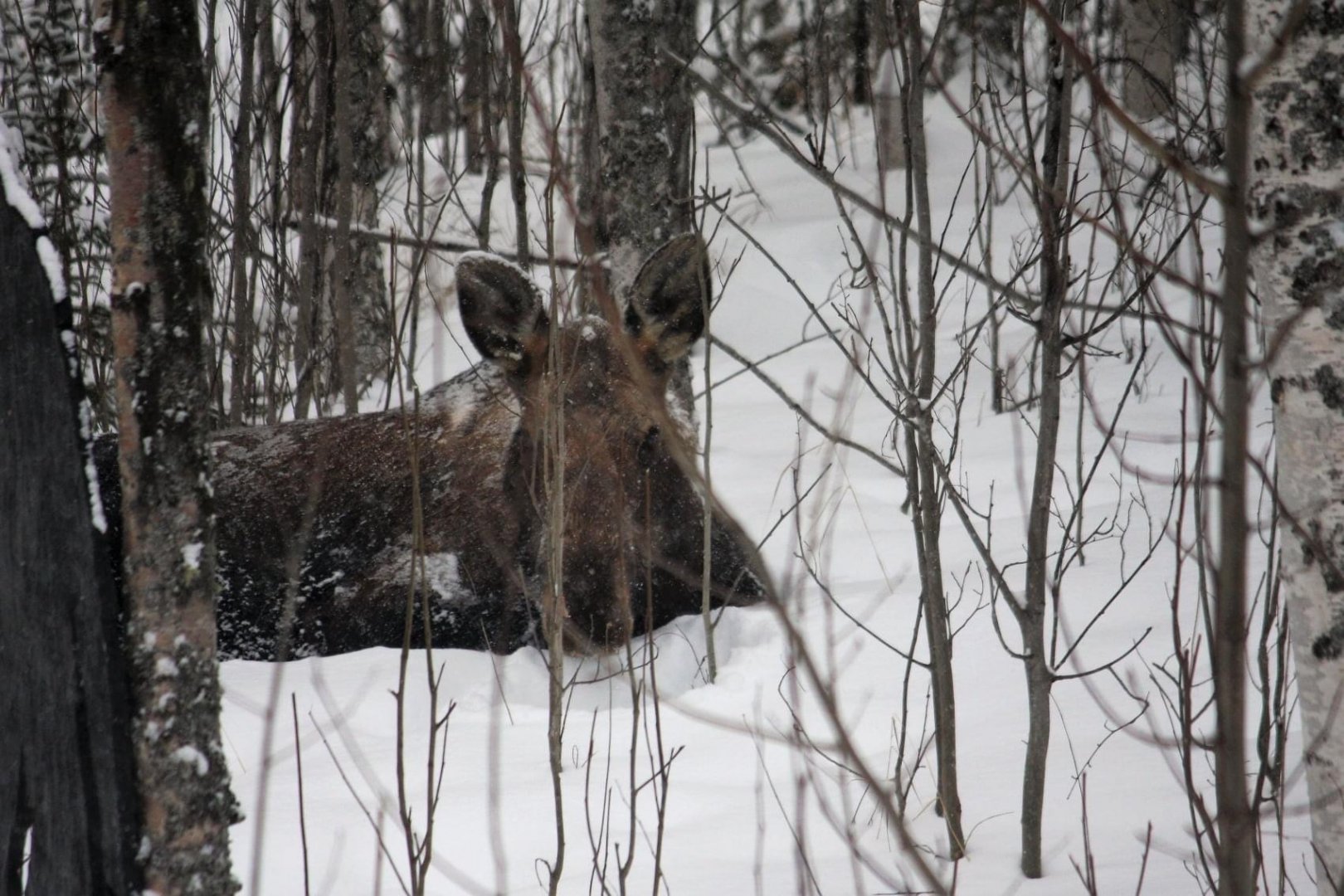 Moose - Alaska