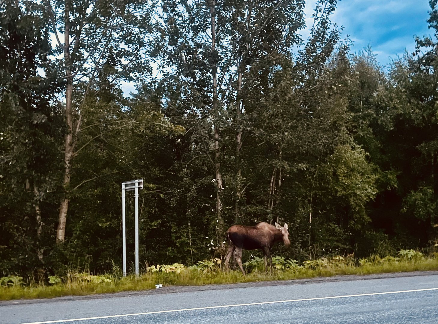 Moose - Alaska