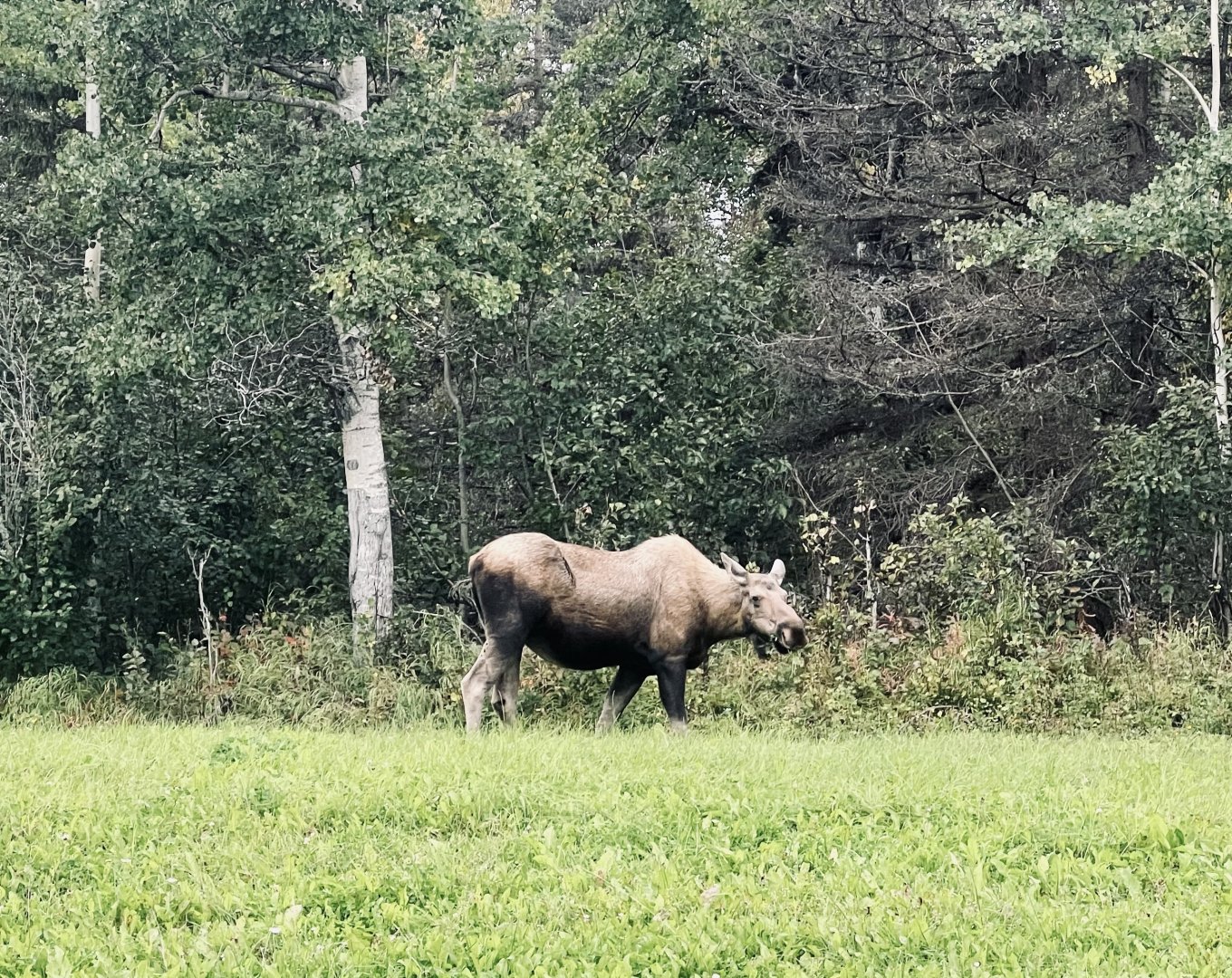 Moose - Alaska