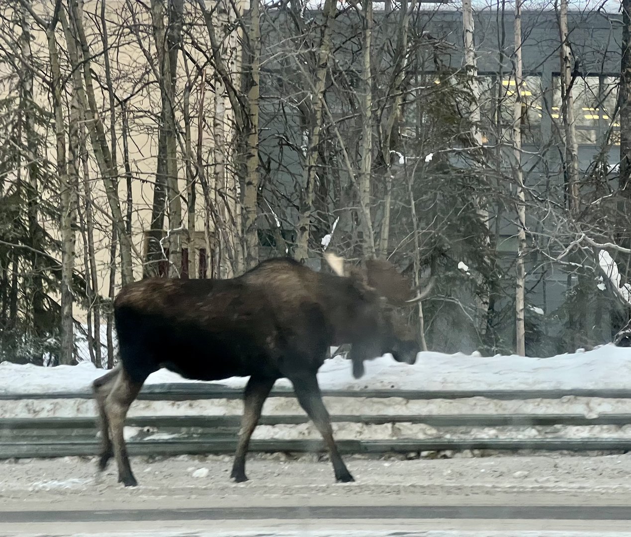 Moose - Alaska