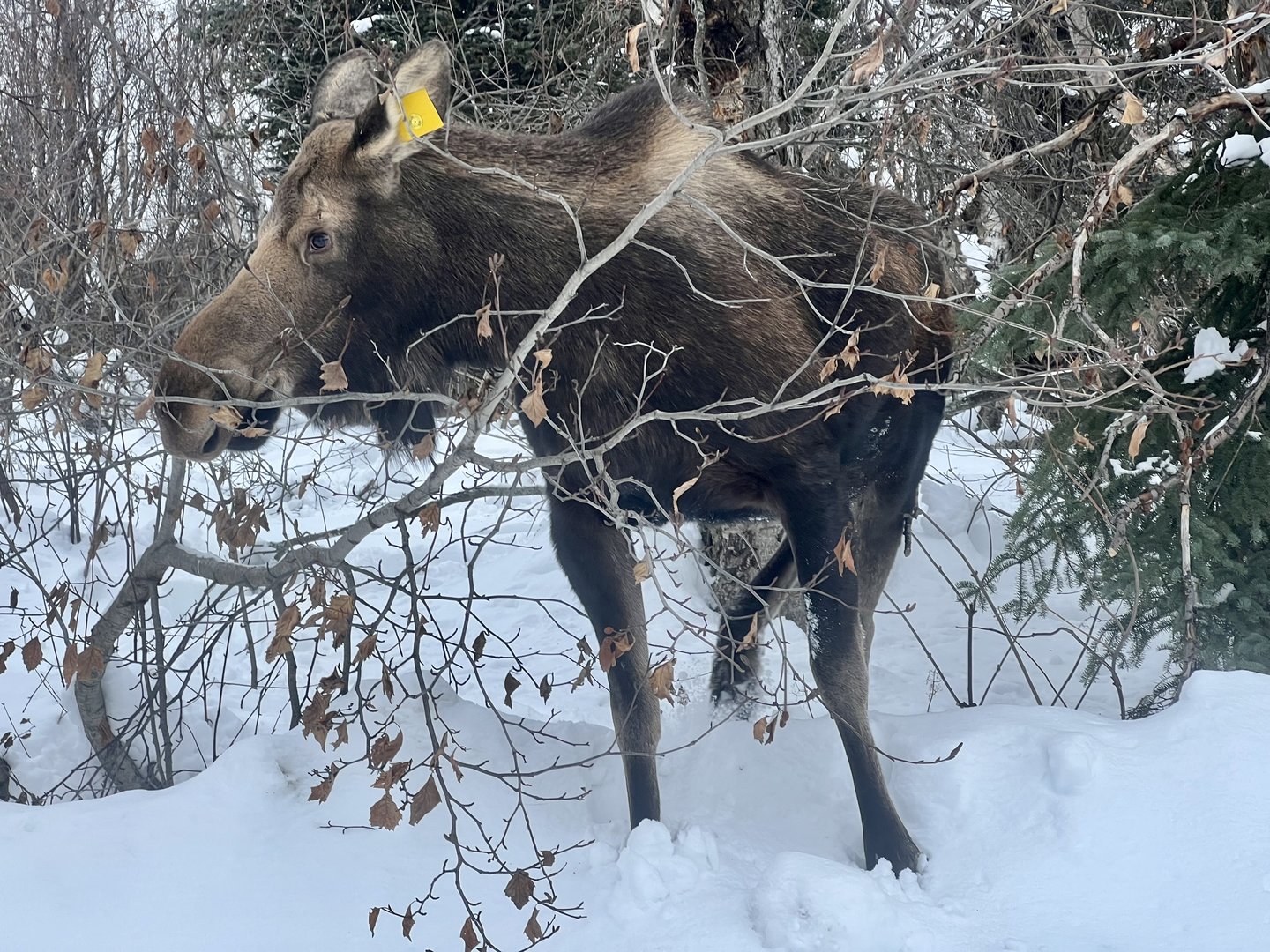 Moose - Alaska