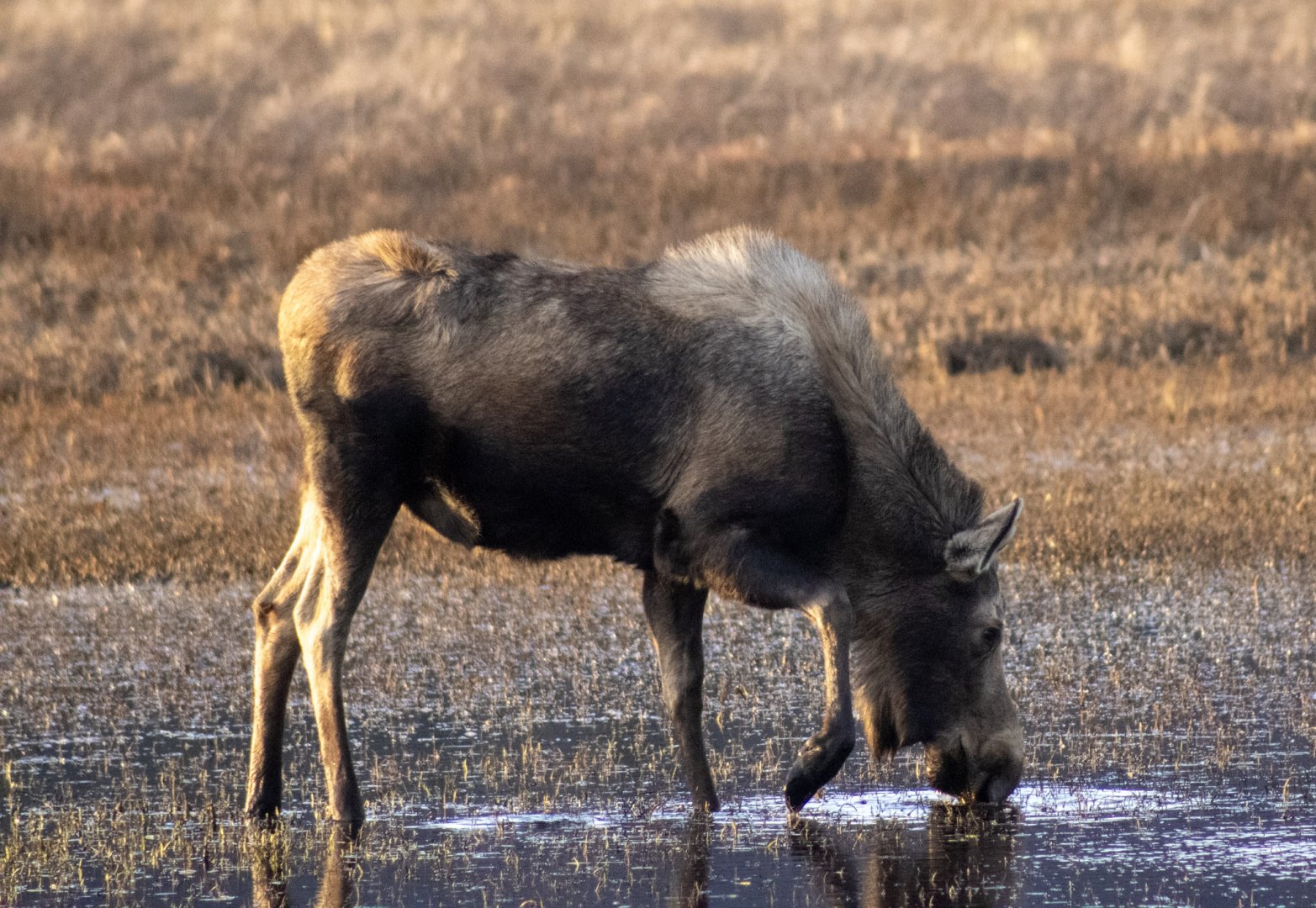 Moose - Alaska