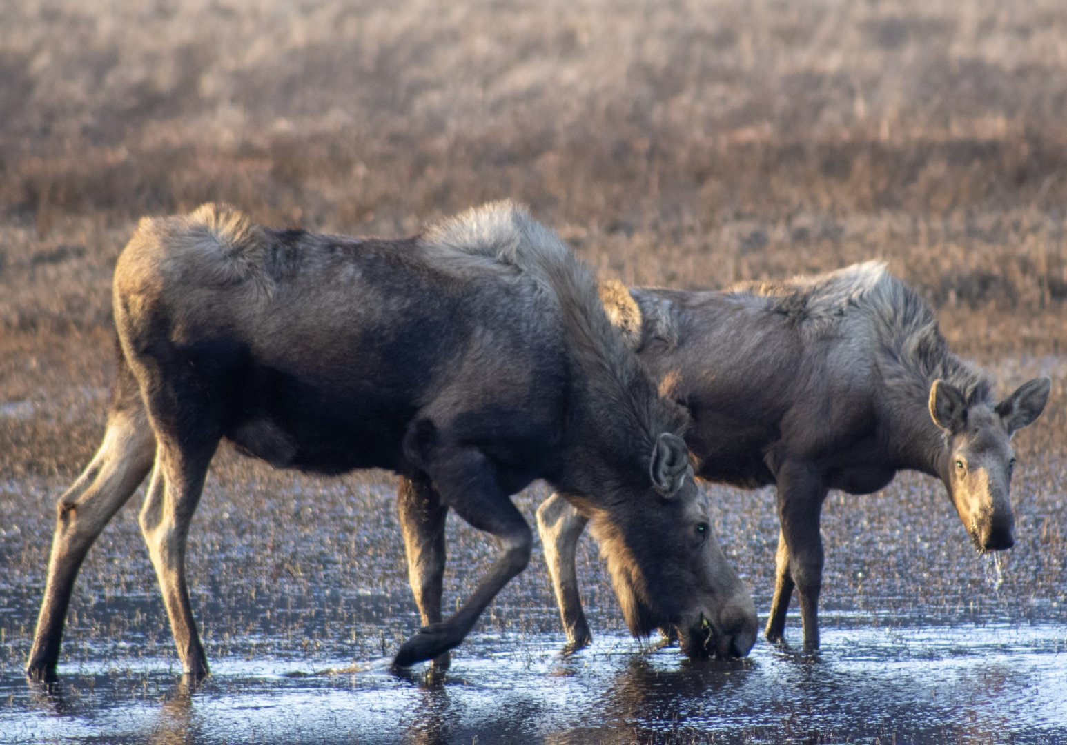 Moose - Alaska