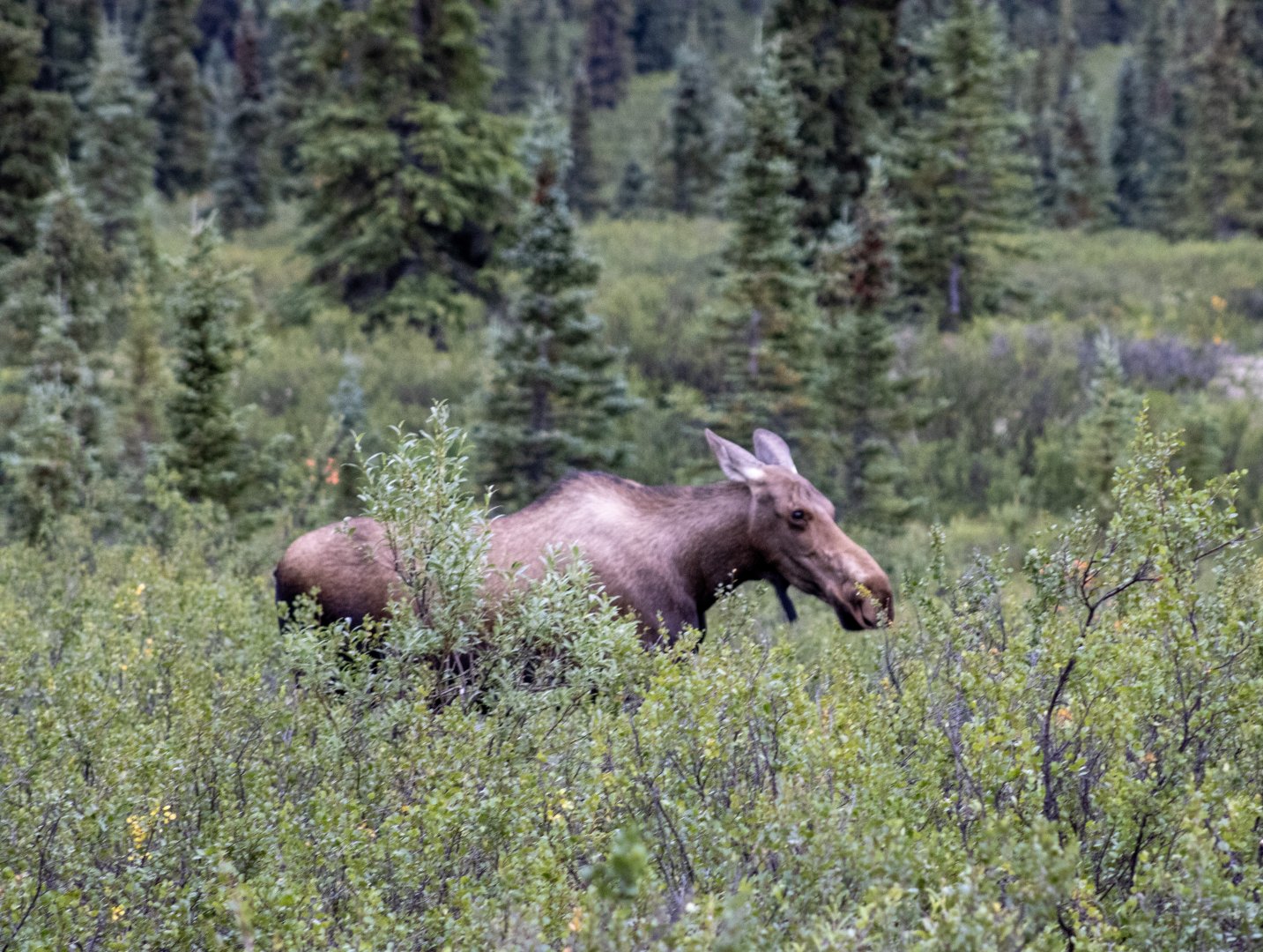 Moose - Alaska