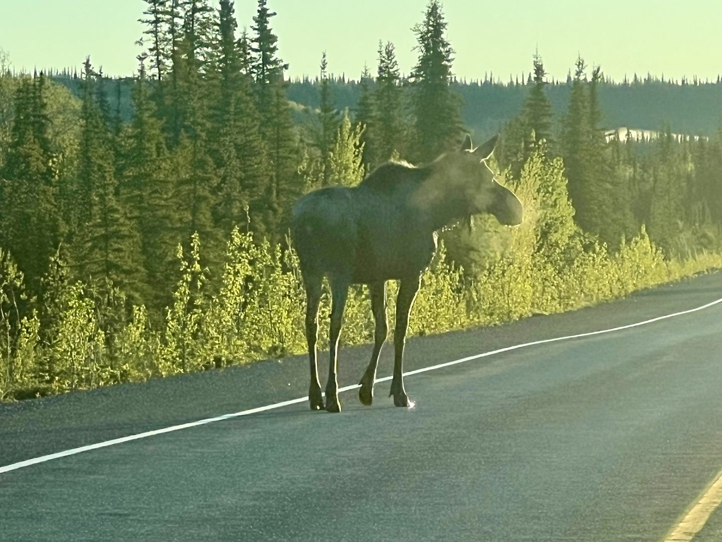 Moose - Alaska