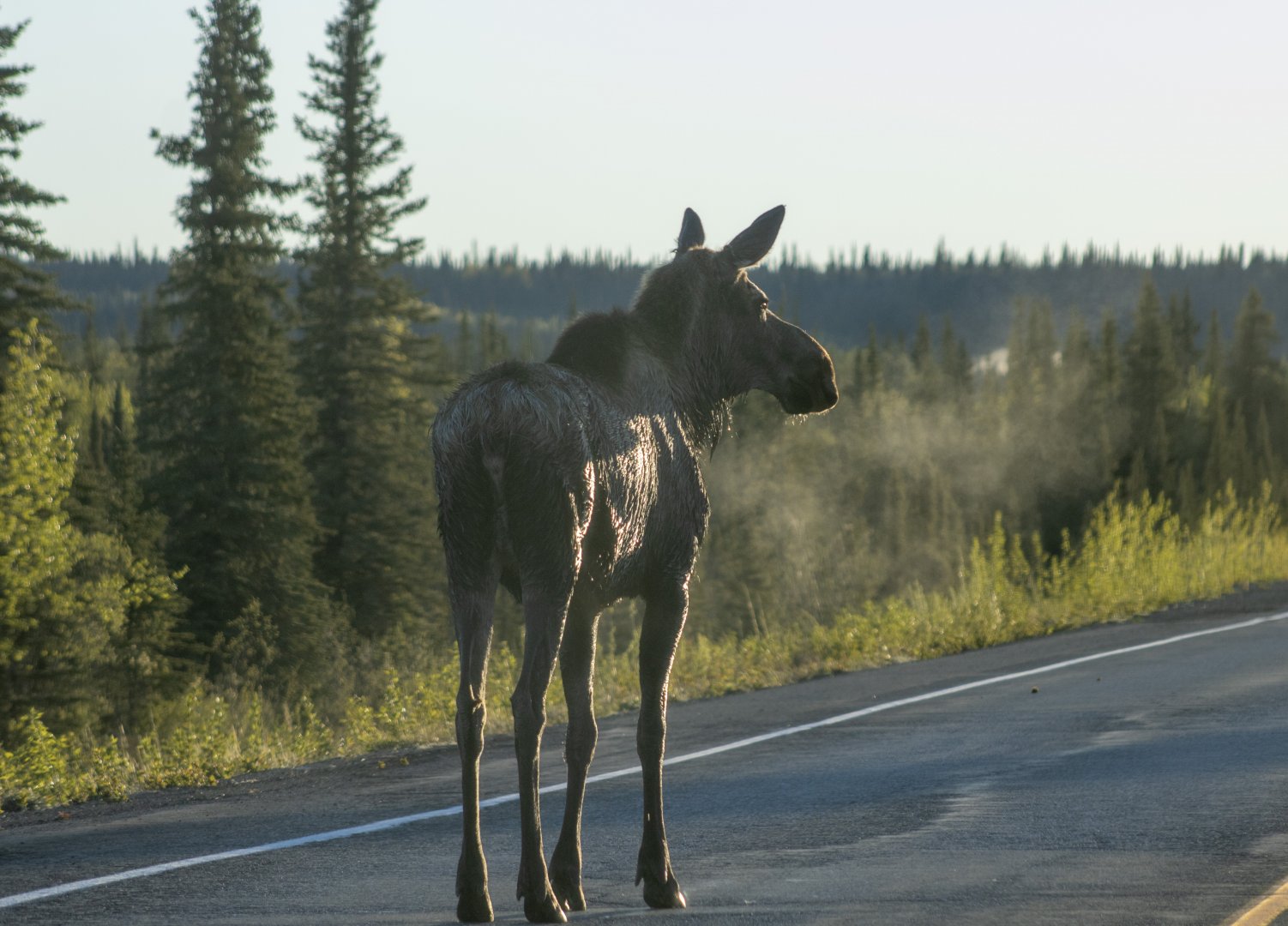 Moose - Alaska