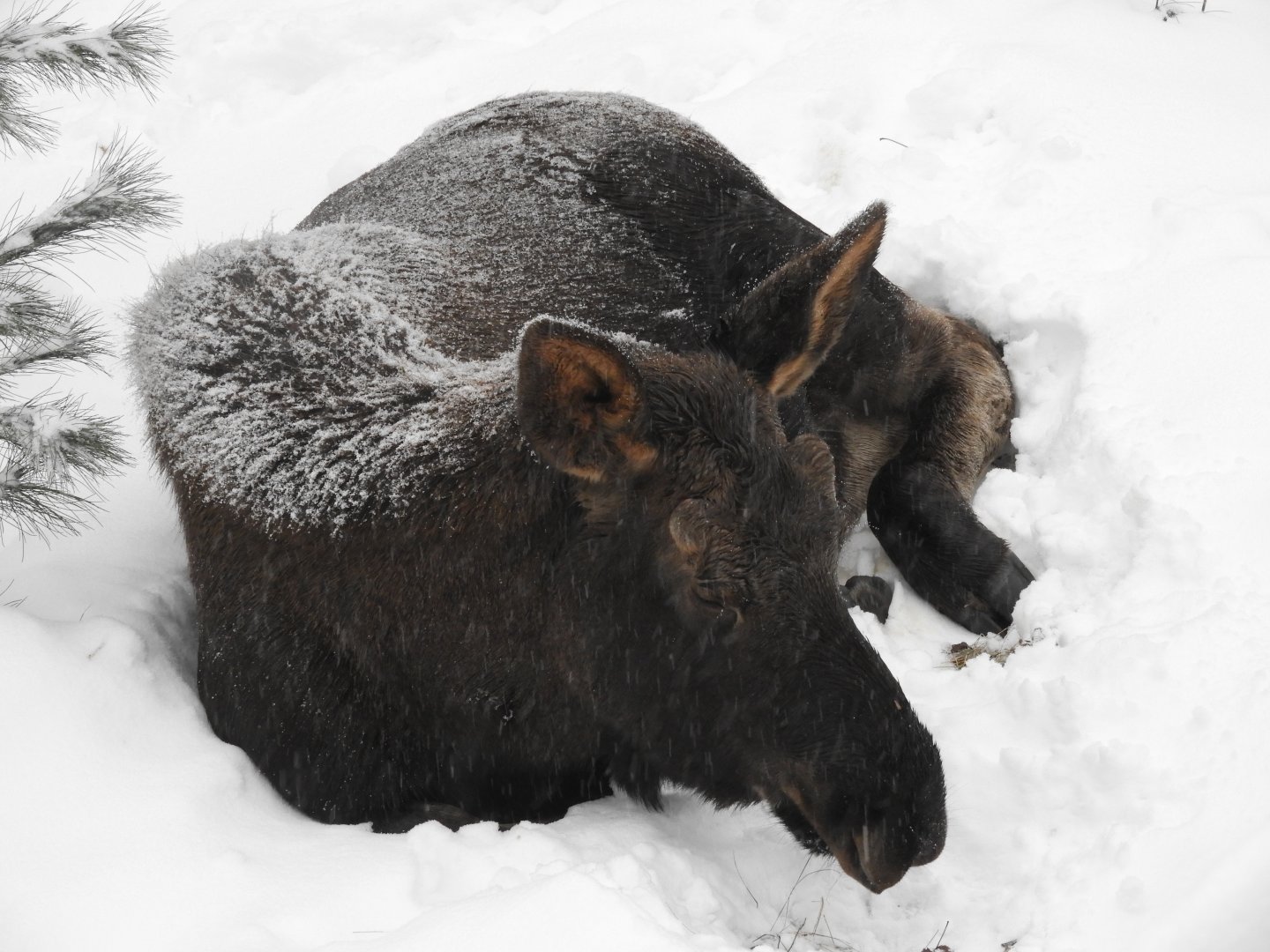 Moose (Alces alces)