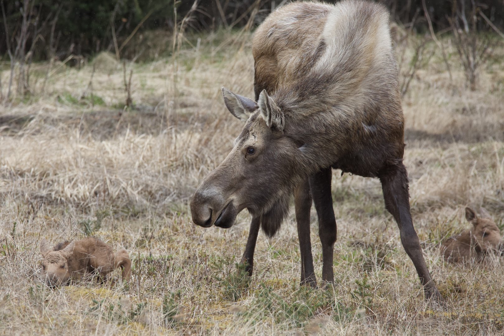 Moose/ Alces alces