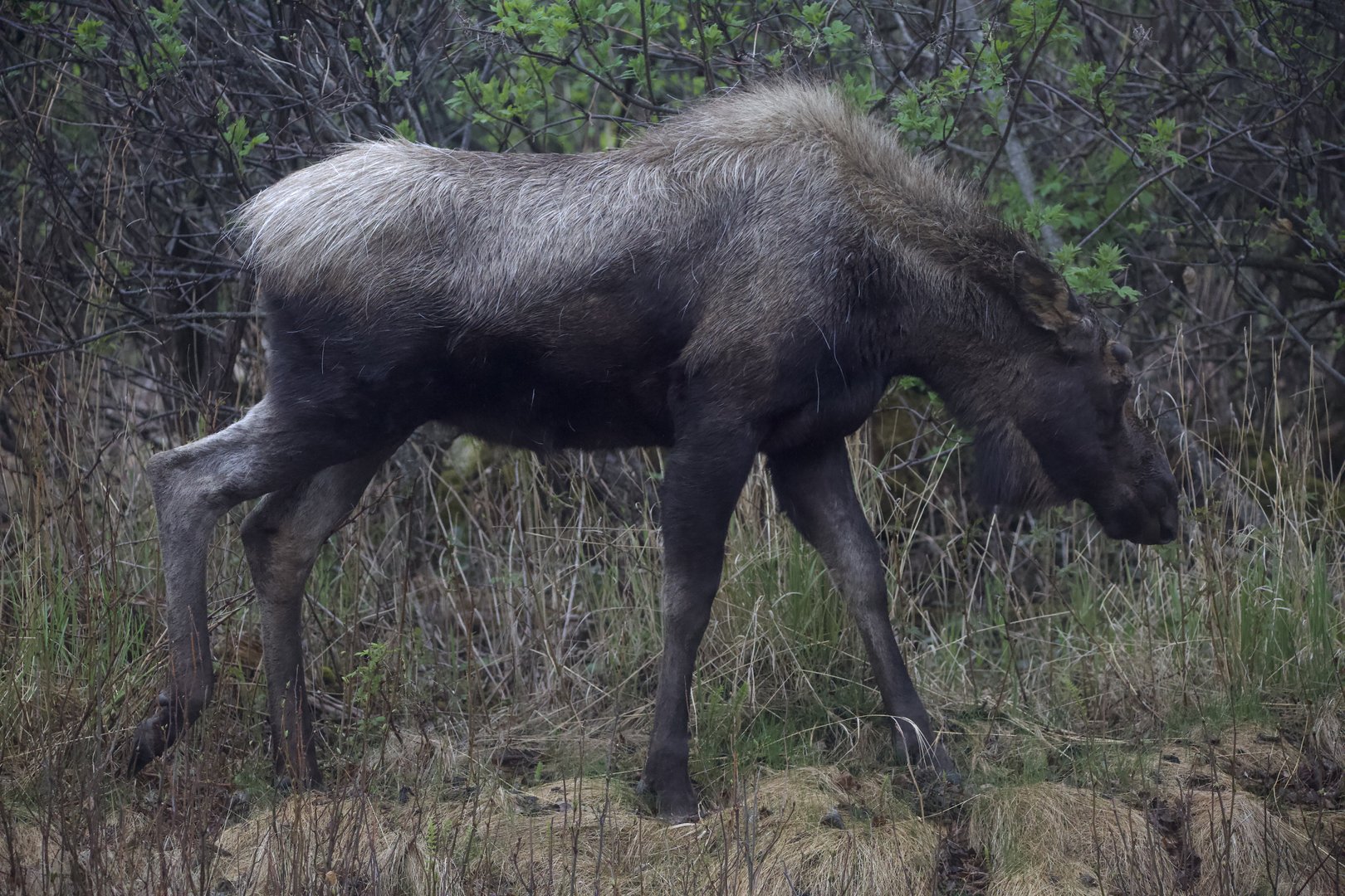Moose/ Alces alces