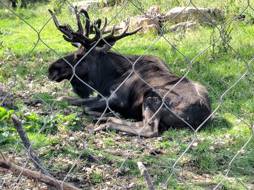 Moose (Alces americanus)