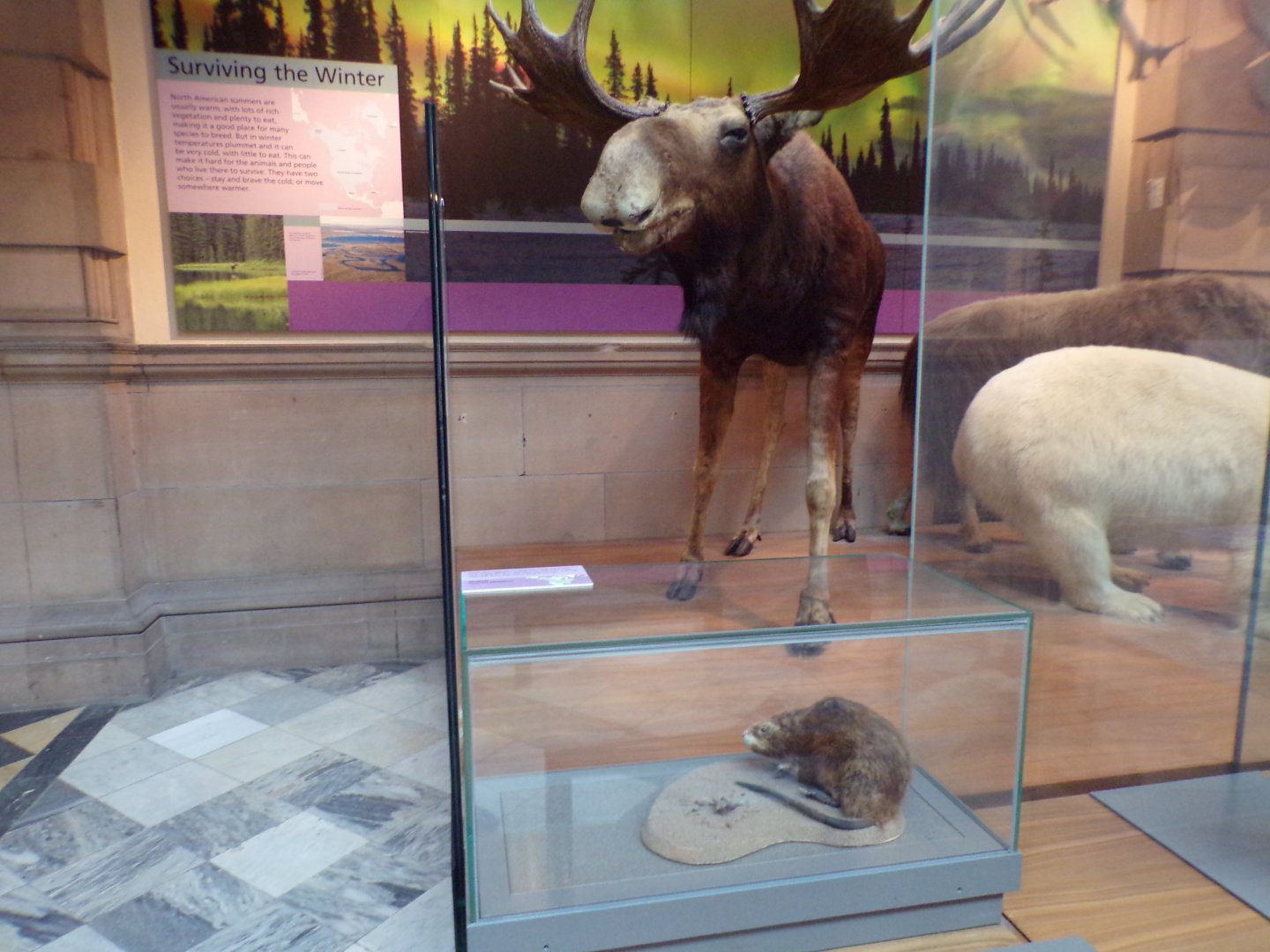 Moose and a muskrat (?) (taken at Kelvingrove museum) 12.2.24