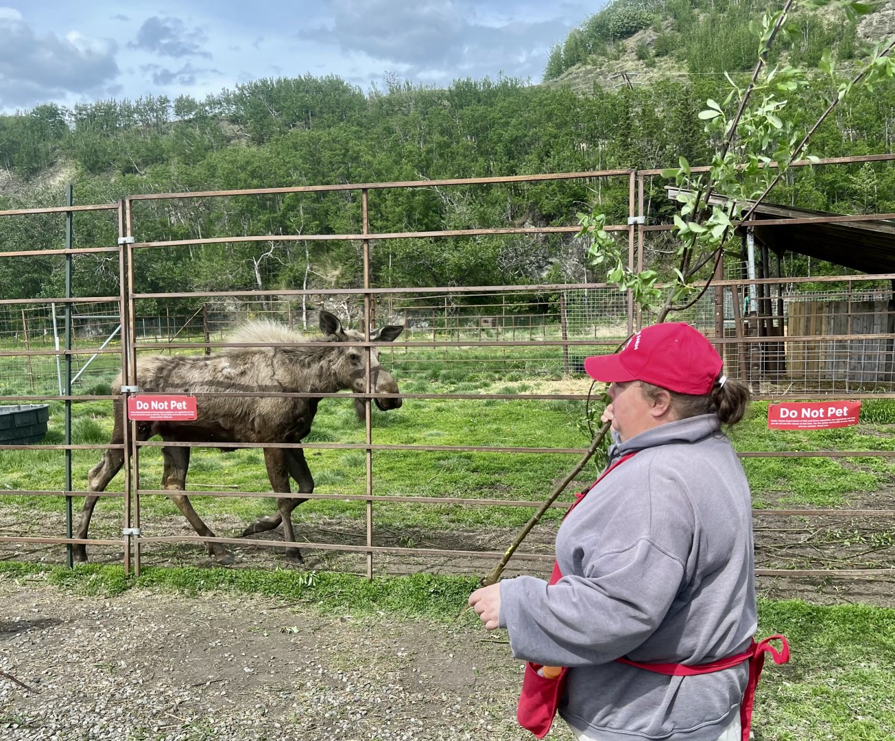 Moose and Farm Guide explaining browsing activity