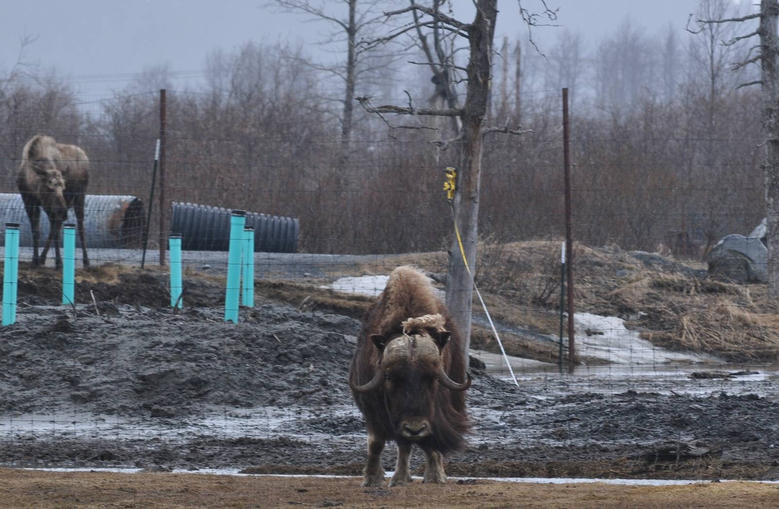 Moose and Musk Ox