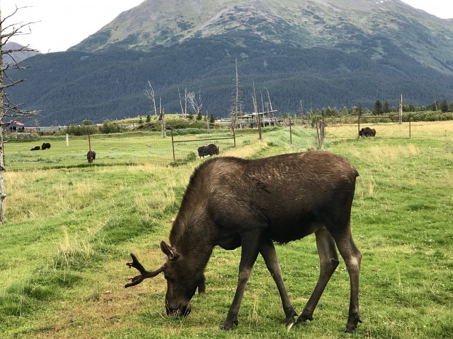 Moose and Musk Ox