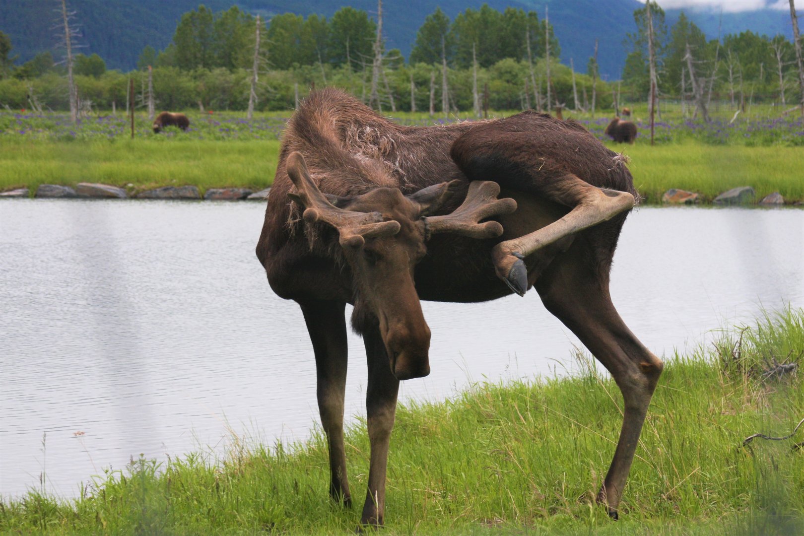 Moose and Muskox