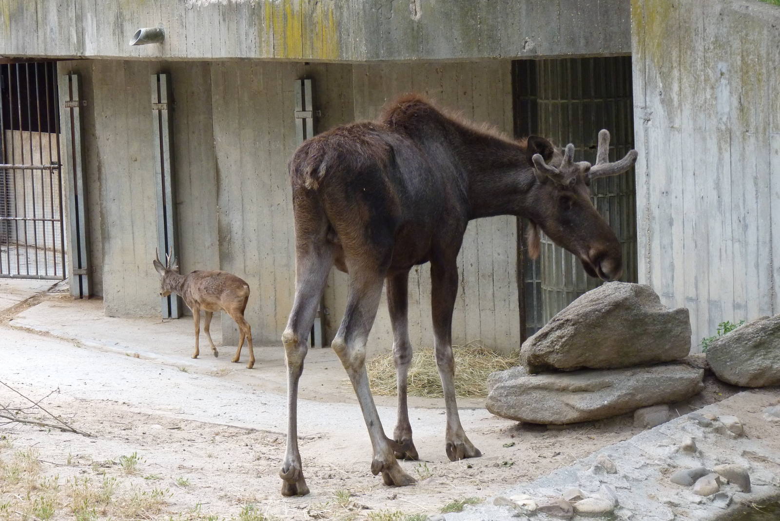 Moose and Roe Deer, June 2013