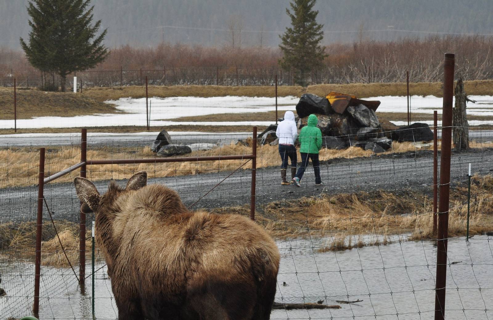 Moose and Zoo Guests