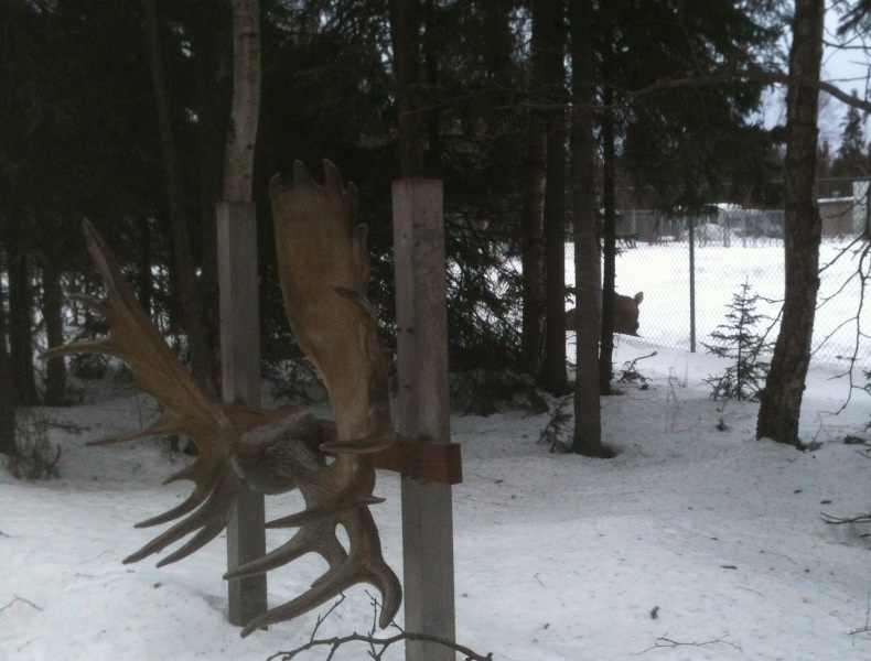 Moose Antler Display and Moose Exhibit