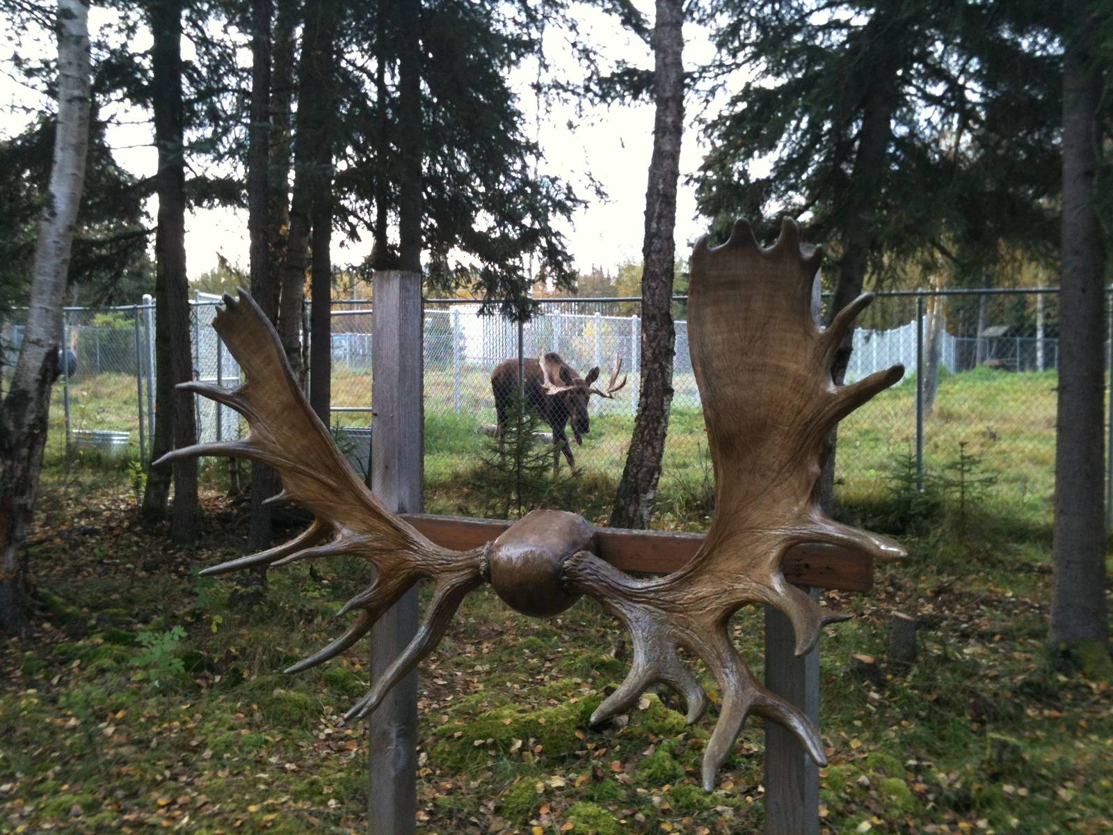 Moose Antler Display on north side of current moose exhibit