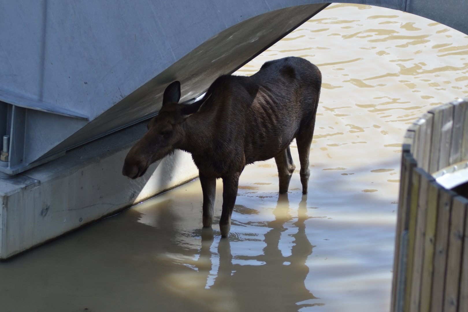 Moose at Kolmården