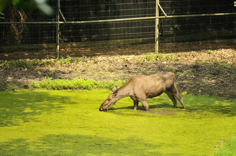 Moose at Wildpark Schwarze Berge