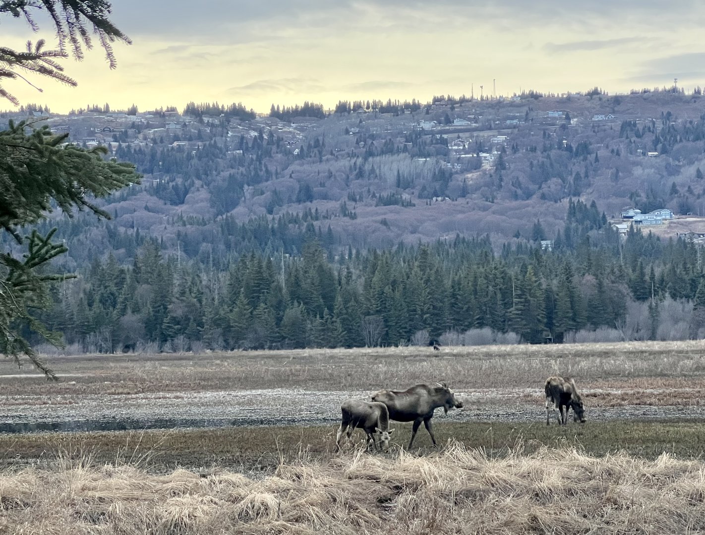 Moose.  Beluga Slough, Homer Alaska