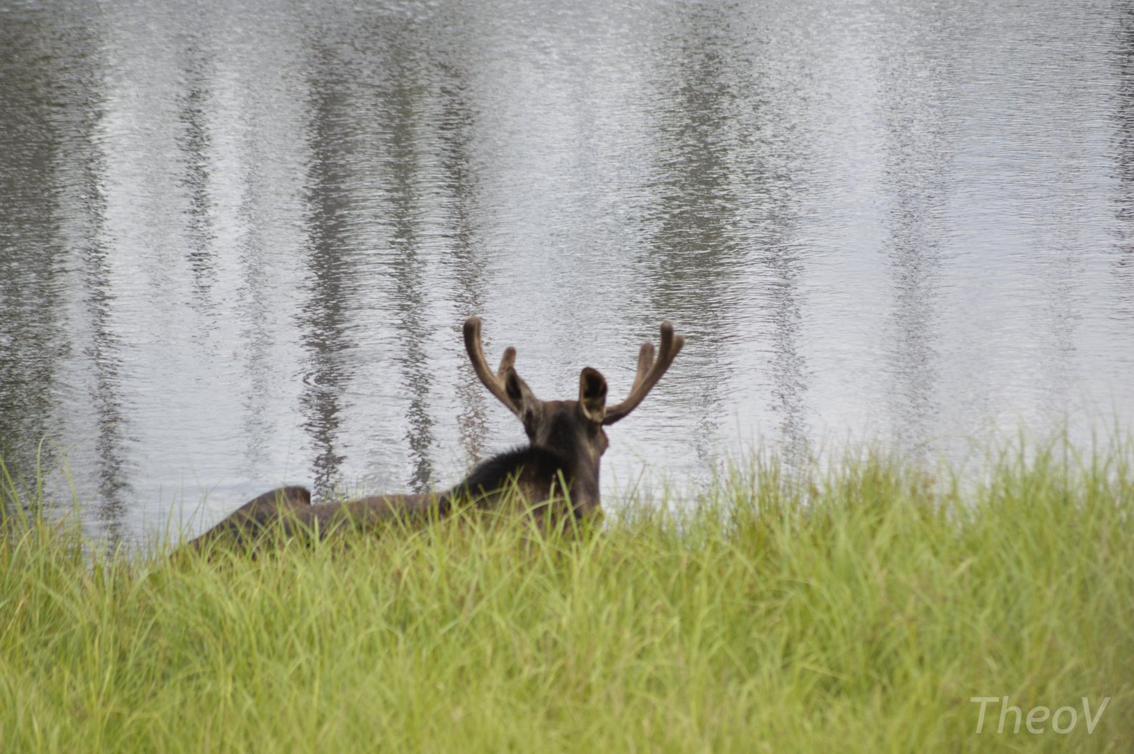 Moose by the pond [2018]