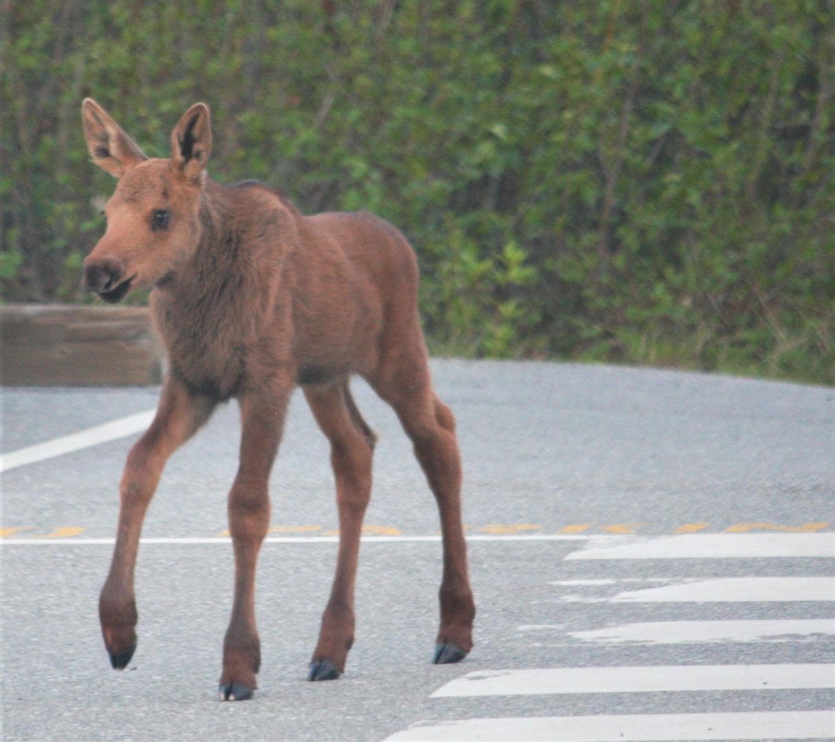 Moose Calf.  Alaska.