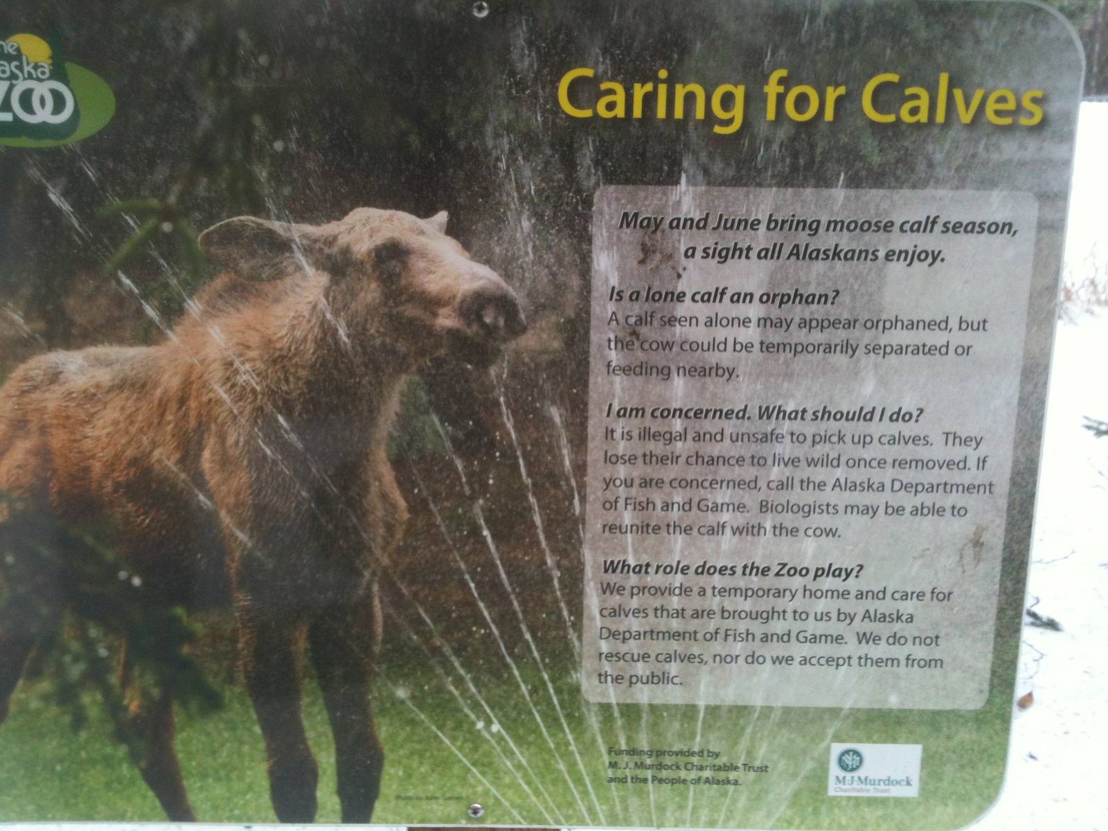 Moose Calf Awareness Sign