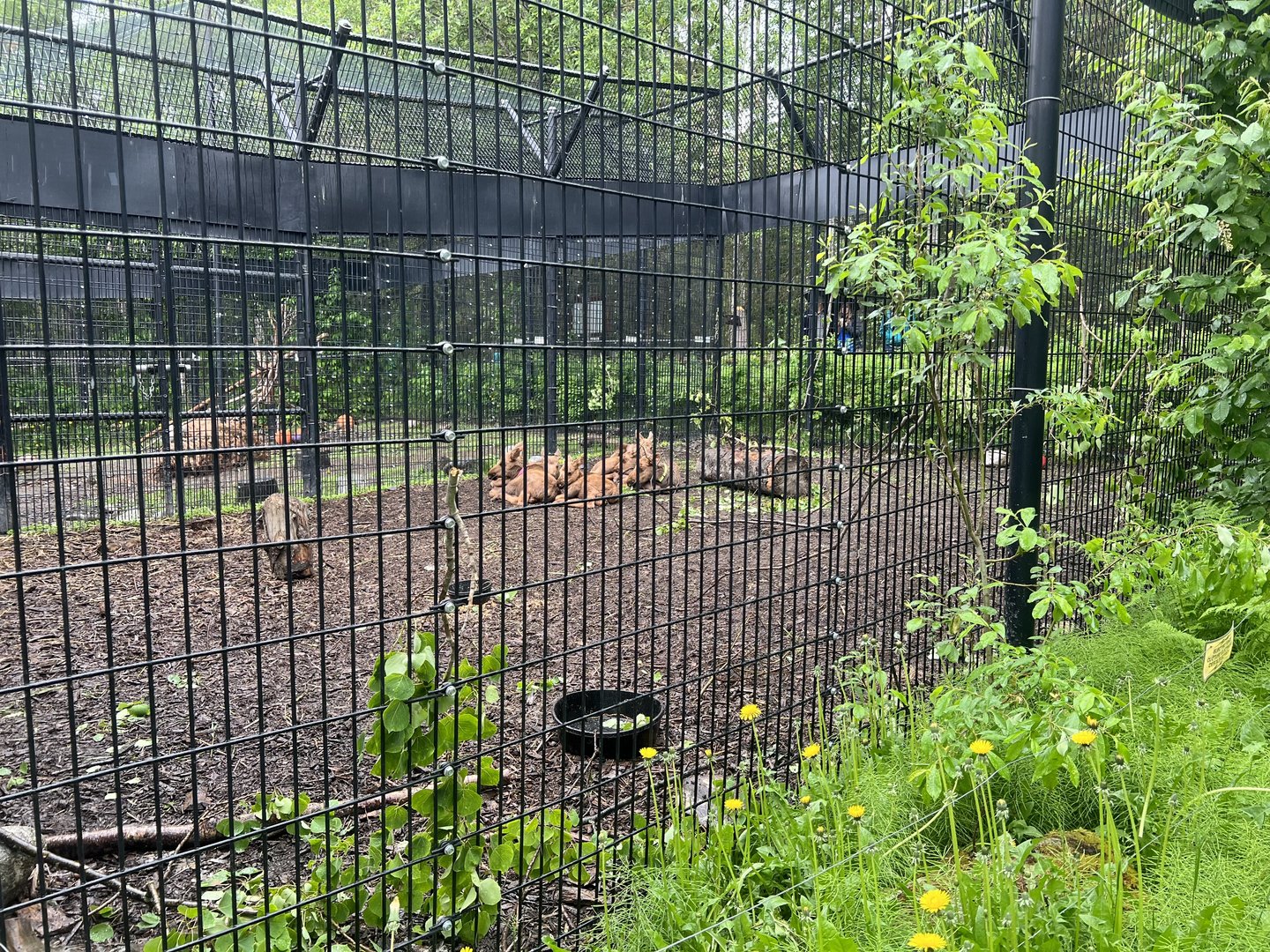 Moose Calf Enclosure