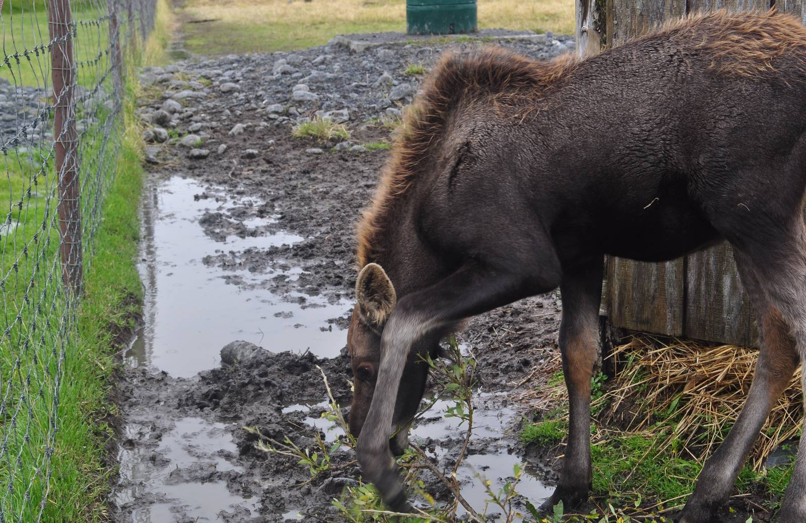 Moose Calf