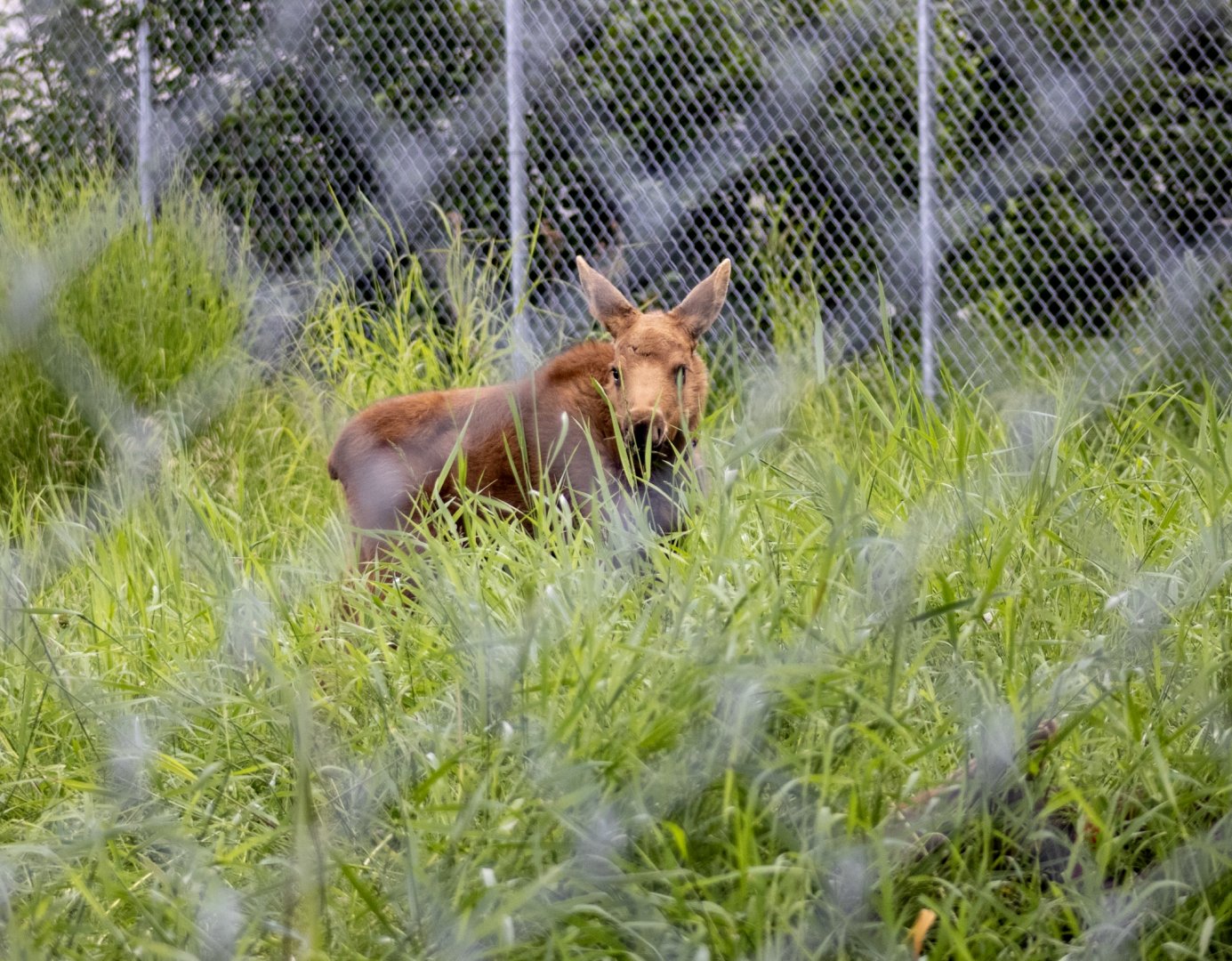 Moose calf