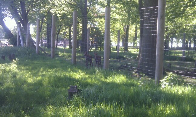 Moose Calves 1 - 25/05/12