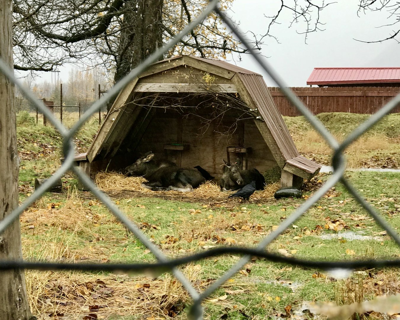 Moose Calves and Ravens