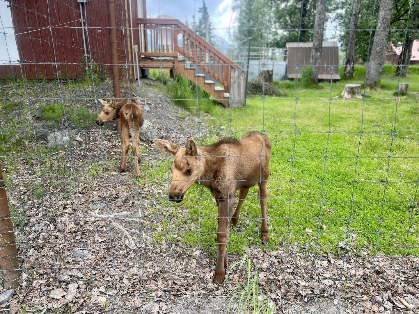 Moose Calves