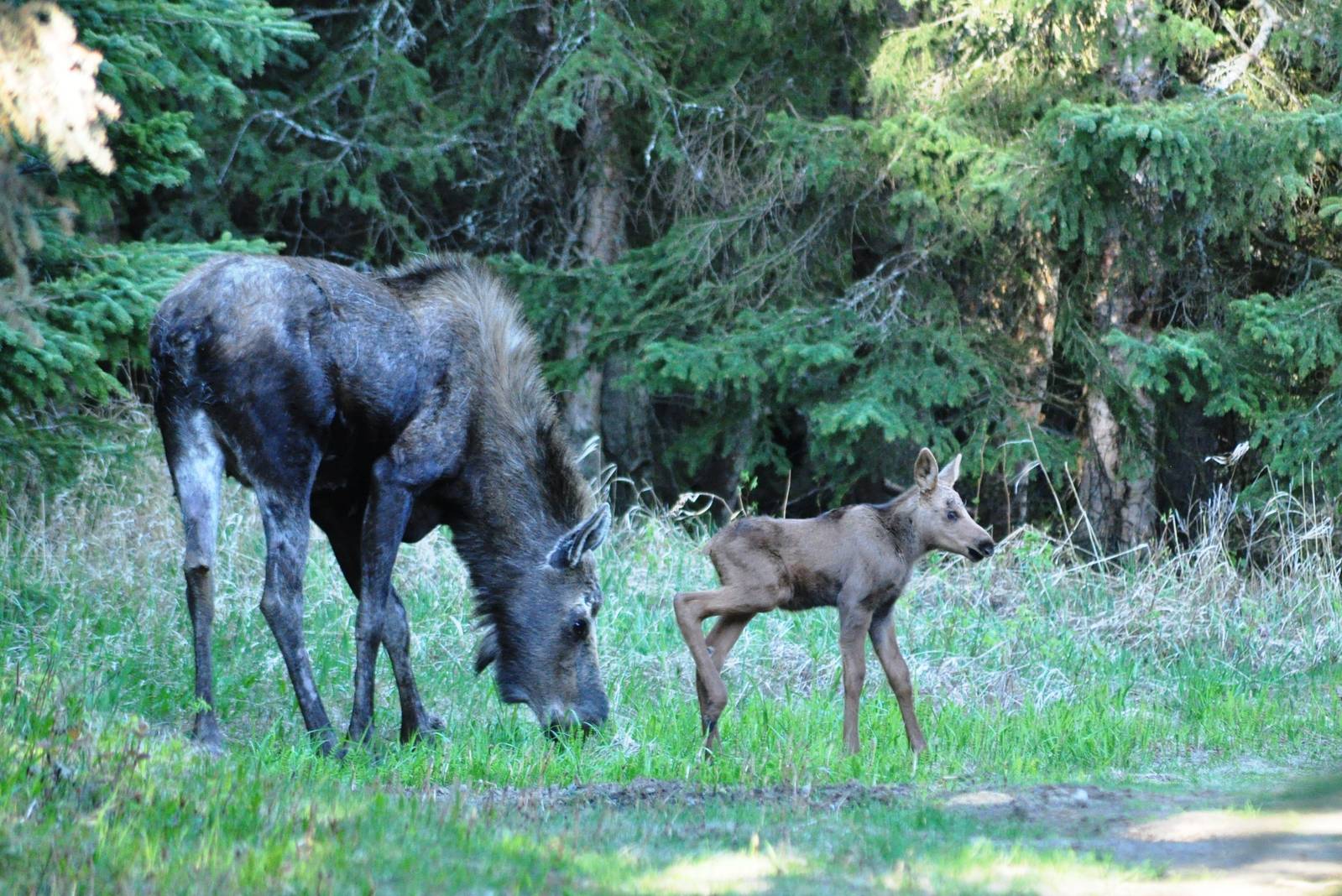 Moose cow and calf - Alaska (Kincaid Park)